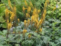 Ligularia przewalskii