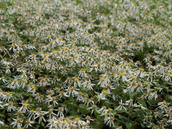 Aster (Eurybia) divaricatus