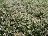 Aster (Eurybia) divaricatus