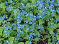 Omphalodes verna