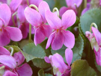 Viola odorata Red Charme (syn. Rubrum)