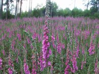 Digitalis purpurea (Wildform)