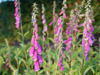 Digitalis purpurea