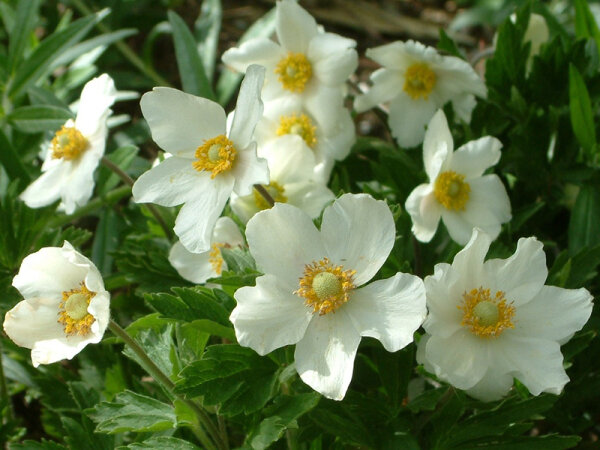 Anemone sylvestris