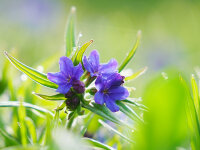 Lithospermum (Buglossoides) purpureo-caeruleum