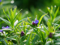 Lithospermum (Buglossoides) purpureo-caeruleum