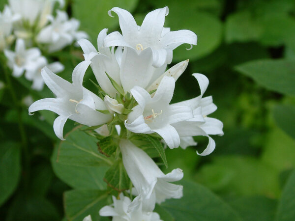 Campanula glomerata Alba