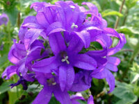 Campanula glomerata Dahurica