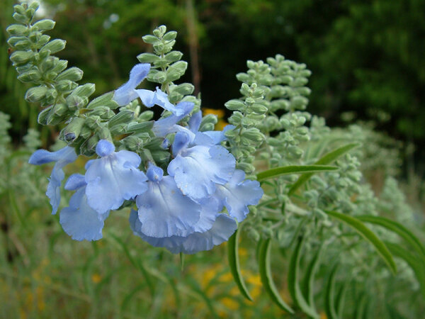 Salvia azurea var. grandiflora