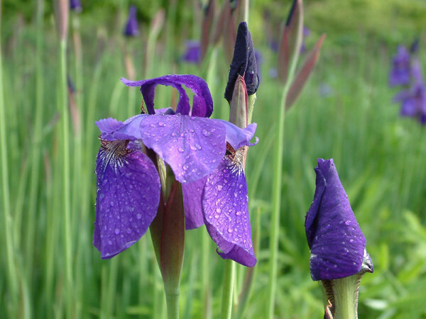 Iris sibirica Caesars Brother