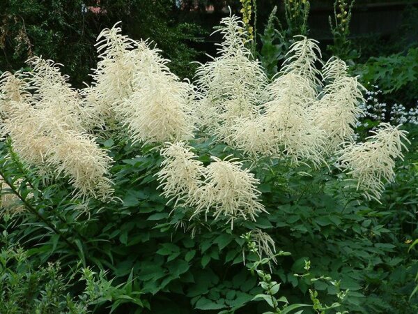 Aruncus dioicus