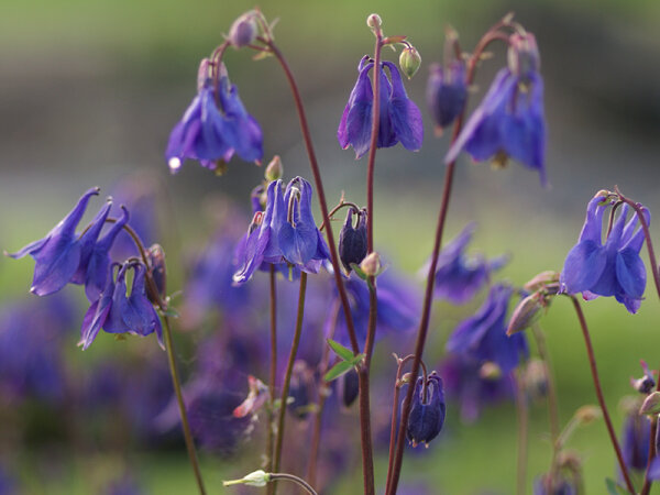 Aquilegia vulgaris