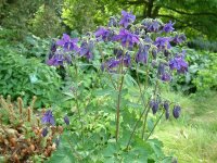 Aquilegia vulgaris