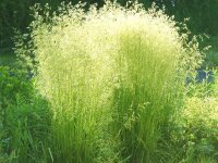 Deschampsia caespitosa Goldschleier