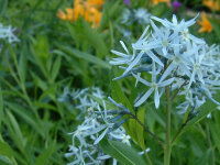 Amsonia hubrichtii-Hybr.