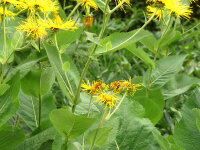 Inula helenium P1