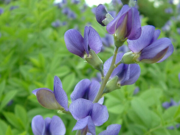 Baptisia australis var. australis