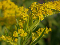 Solidago sempervirens Goldene Wellen