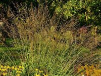 Molinia arundinacea Windspiel P1