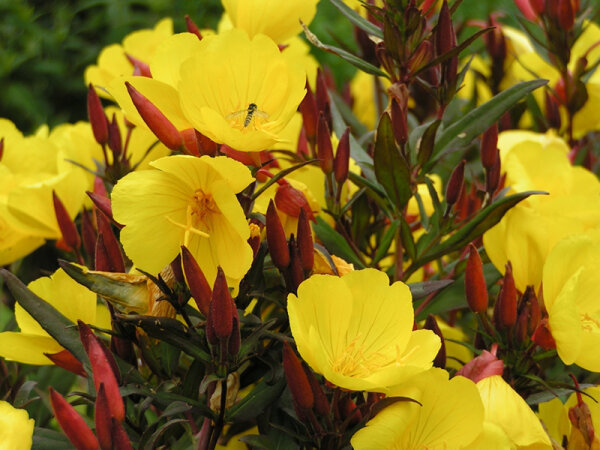 Oenothera fruticosa subsp. glauca Sonnenwende