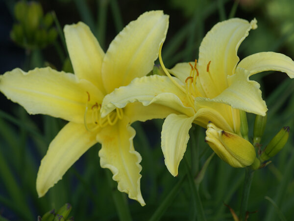 Hemerocallis Hybr. Irish Limerick