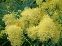 Thalictrum flavum subsp. glaucum