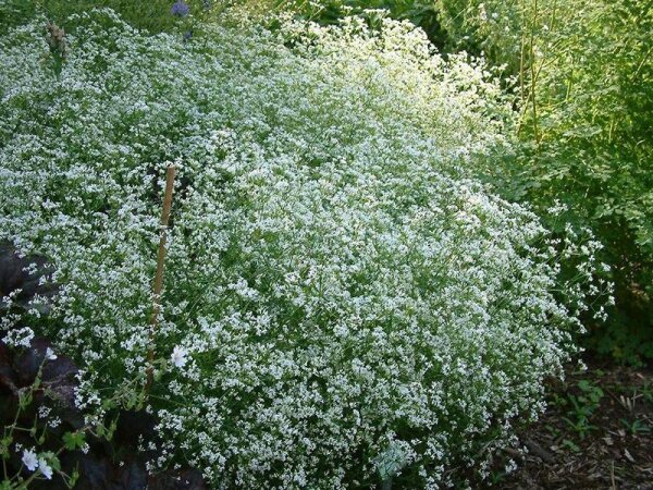 Asperula tinctoria