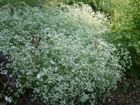 Asperula tinctoria