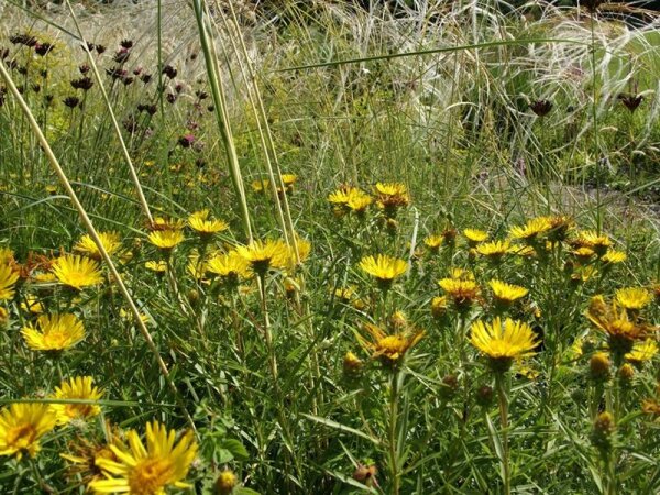 Inula ensifolia Compacta