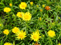 Inula ensifolia Compacta