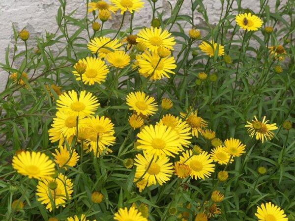 Buphthalmum salicifolium