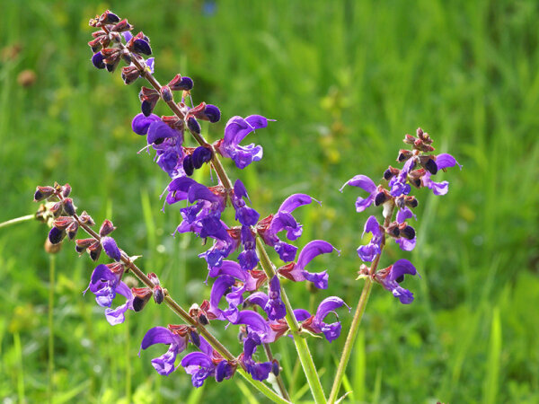 Salvia pratensis