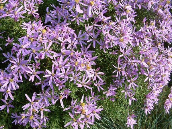 Aster (Galatella) sedifolius Nanus