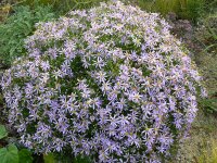 Aster (Galatella) sedifolius Nanus