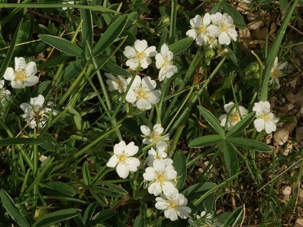 Potentilla alba