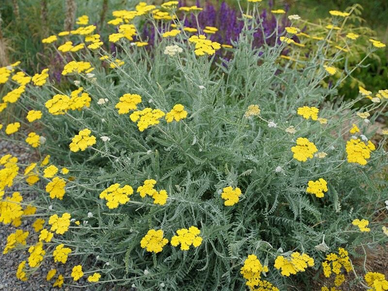 Achillea Clypeolata Die Staudengartnerei Der Staudenshop 3 50