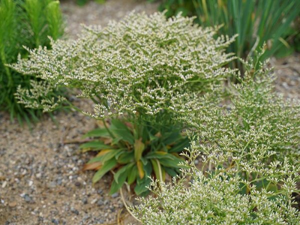 Goniolimon (Limonium) tataricum