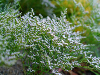Goniolimon (Limonium) tataricum
