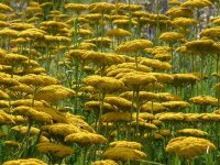 Achillea filipendulina Coronation Gold