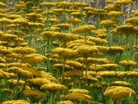 Achillea filipendulina Coronation Gold