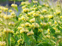 Phlomoides russeliana
