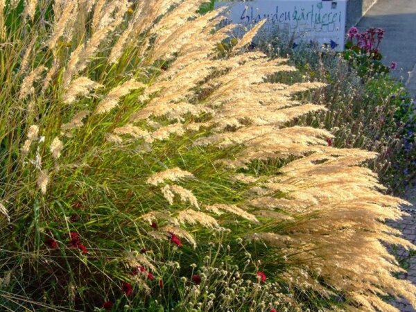 Achnatherum calamagrostis Algäu