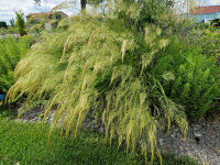 Achnatherum calamagrostis Algäu