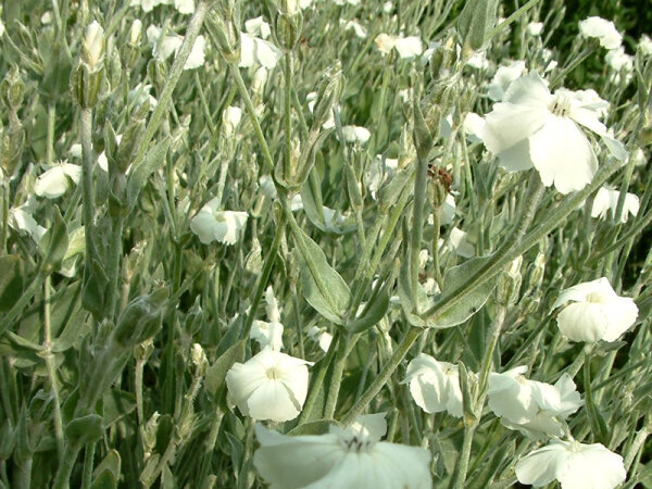 Lychnis coronaria Alba