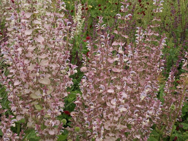Salvia sclarea Turcestanica
