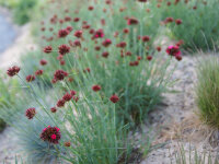 Dianthus cruentus