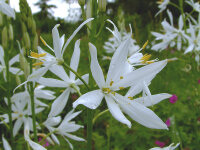 Anthericum liliago