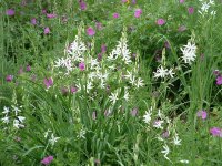 Anthericum liliago