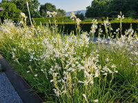 Anthericum liliago