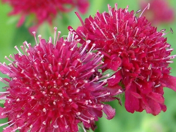 Knautia macedonica